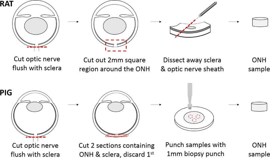 Compressive Mechanical Properties of Rat and Pig Optic Nerve Head