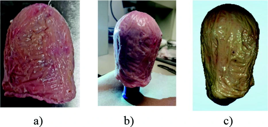 3D surface reconstruction workflow for bovine urinary bladder