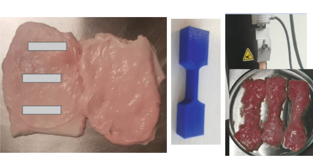 Surface Representation and Bio-mechanical Analysis of the Urinary Bladder