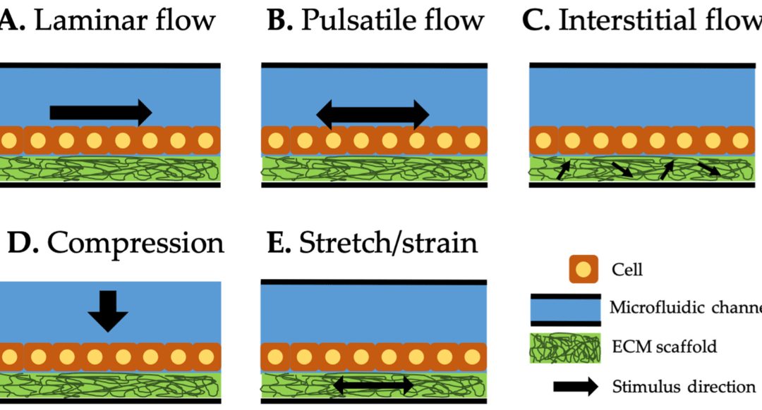 Methods of Delivering Mechanical Stimuli to OOC