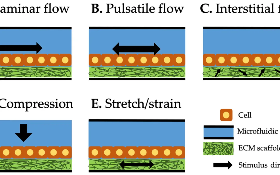 Overview of organ-on-a-chip mechanical stimulation methods