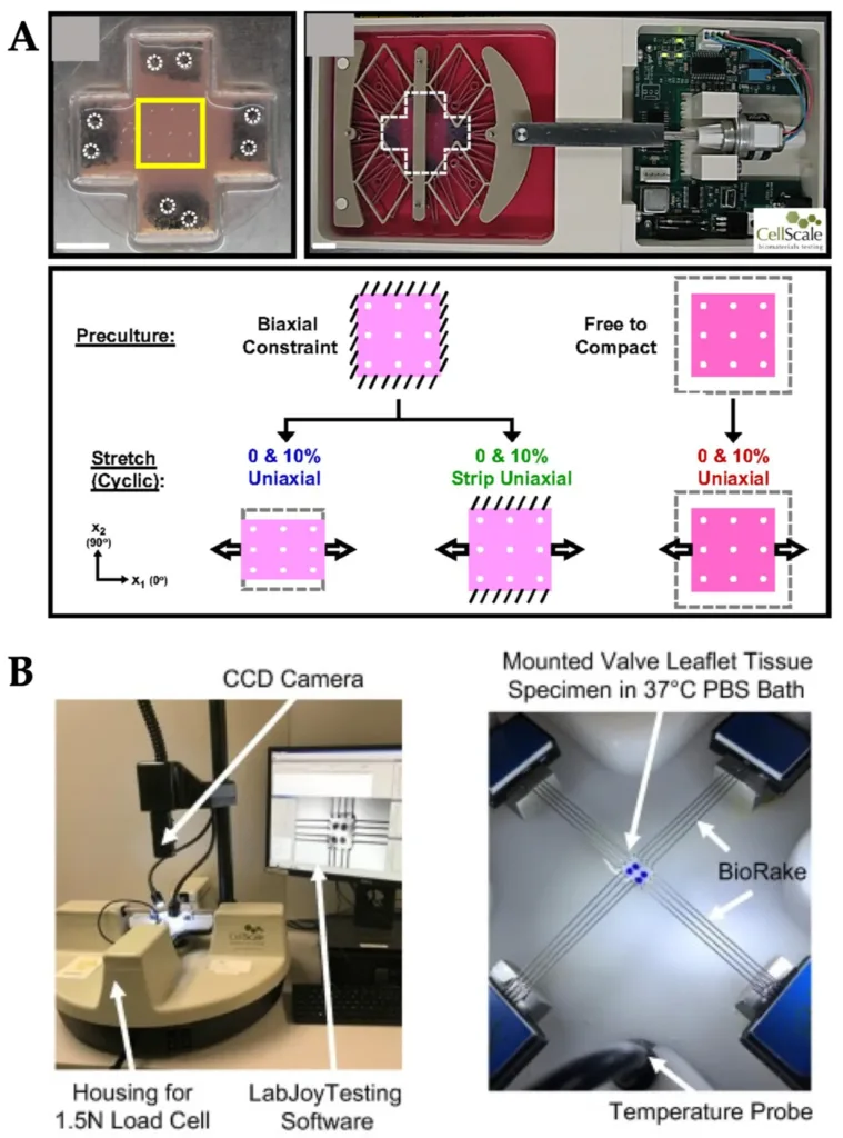 CellScale systems used for stretch and strain studies in organ-on-a-chip and mechanobiology research
