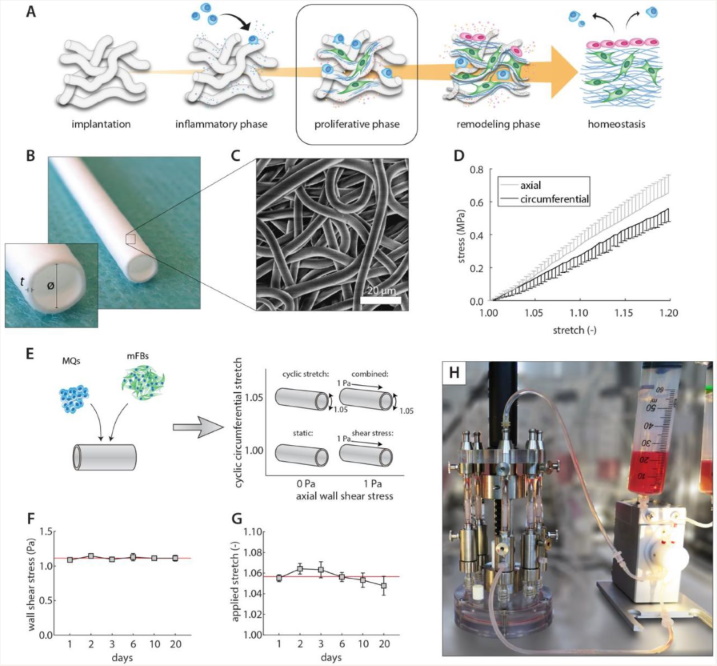 The Effect of Cyclic Stretch and Shear Stretch on Inflammation and Tissue Formation