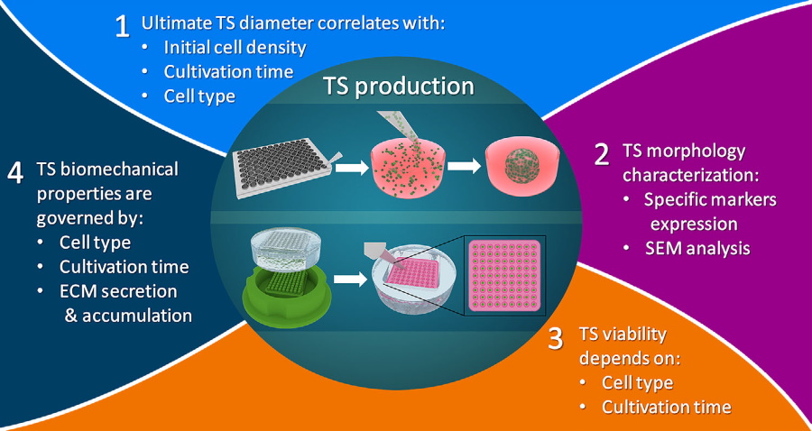 Multiparametric Analysis of Tissue Spheroids