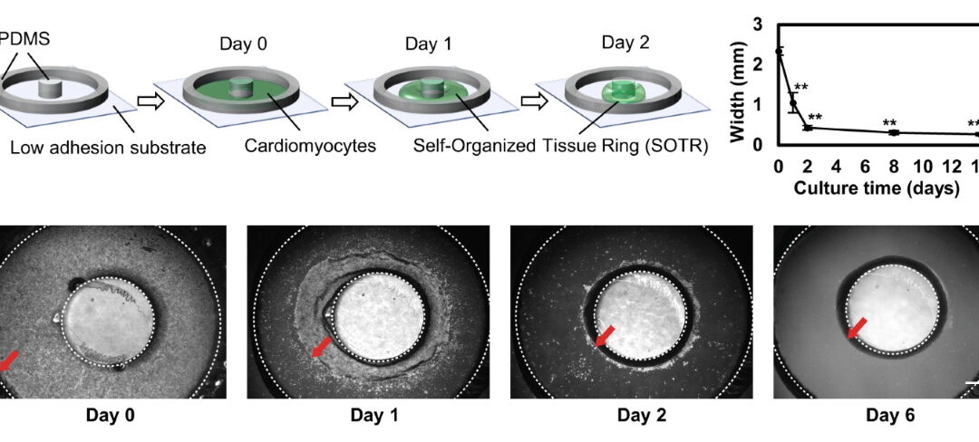 Promoting Maturation of hiPSC-derived Cardiomyocytes with Re-entrant Waves