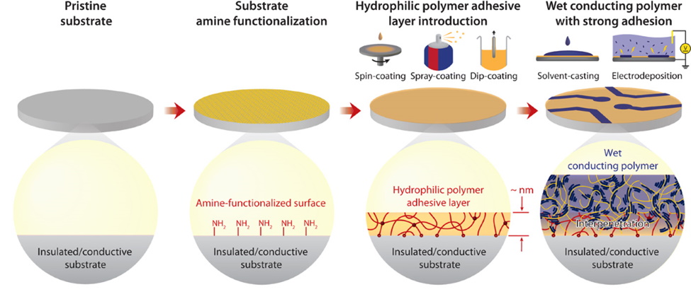 Adhering wet conducting polymers on diverse substrates