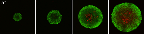 Micro-Mechanical Testing for Cell Type Analysis