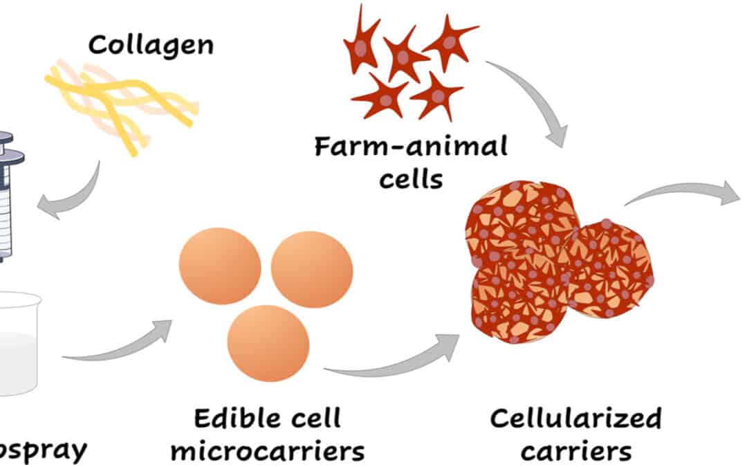 Using Edible Gel Particles Made from Shellfish and Collagen to Grow Meat in the Lab