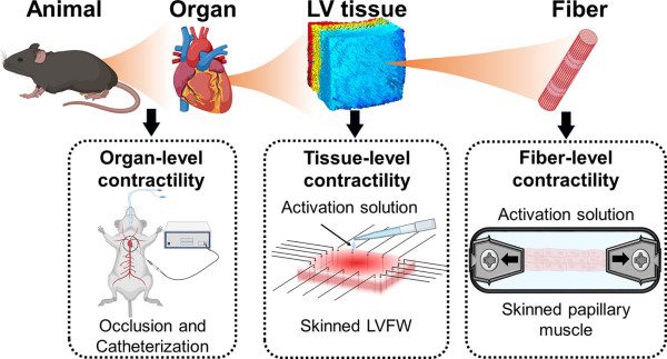 Left Ventricle Multi-Scale Contractile Forces