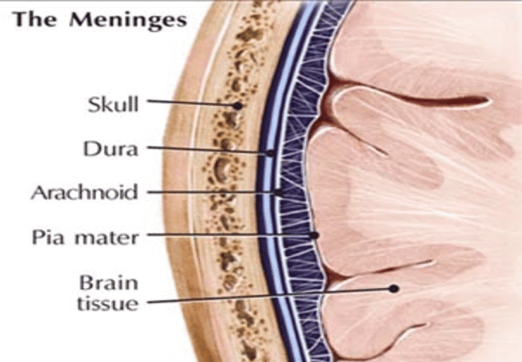 Directional Mechanical Properties Allow the Dura Mater to Protect the Brain