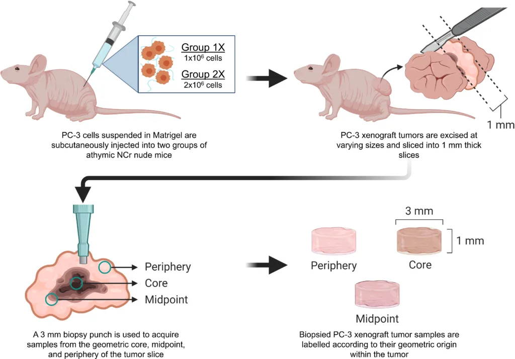 Overview of the mouse prostate cancer tissue model including cell culture