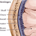 The Meninges that are tested by the Biotester