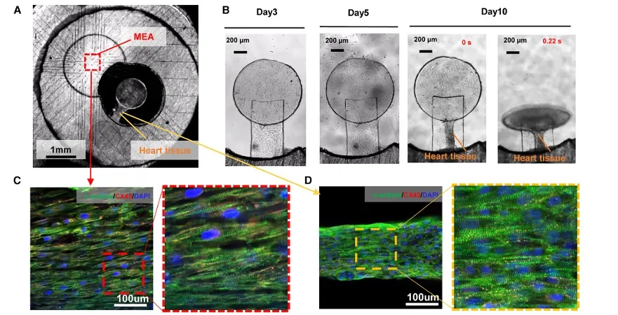 Images of engineered heart tissue forming in a dual-recording chip over several days, with microscopy panels and example traces showing mechanical contraction and MEA field potential recorded together.