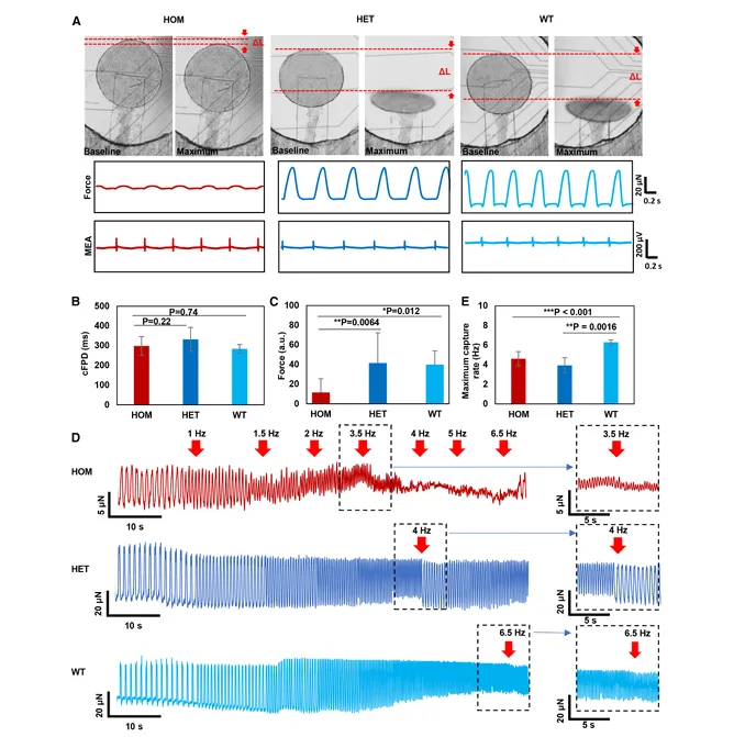 Comparison of engineered heart tissue force and MEA field potential recordings across MYBPC3 genotypes, including pacing ramp traces and plots of cFPD, force, and maximum pacing response.