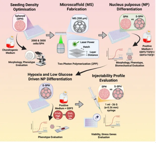 Workflow diagram showing how injectable scaffolded spheroids were developed for nucleus pulposus regeneration, including spheroid seeding density optimization, microscaffold fabrication, NP differentiation, hypoxia and low glucose culture, and injectability testing.