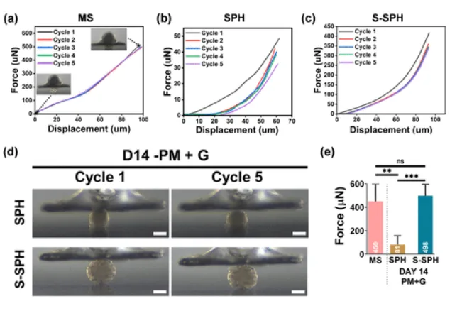 MicroTester cyclic compression data comparing microscaffolds, spheroids, and scaffolded spheroids for nucleus pulposus regeneration, including force-displacement curves and images before and after repeated loading.