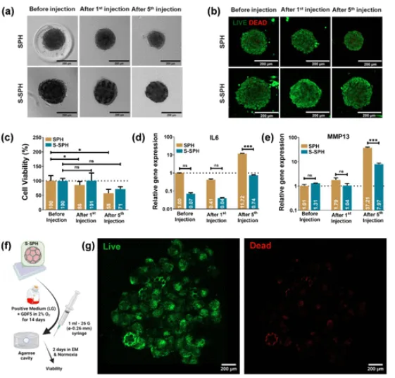 Injectability results for scaffolded spheroids used in nucleus pulposus regeneration, showing images before and after repeated 26G needle injection, live dead staining, viability, IL6 and MMP13 expression, and fusion in an in vitro model.