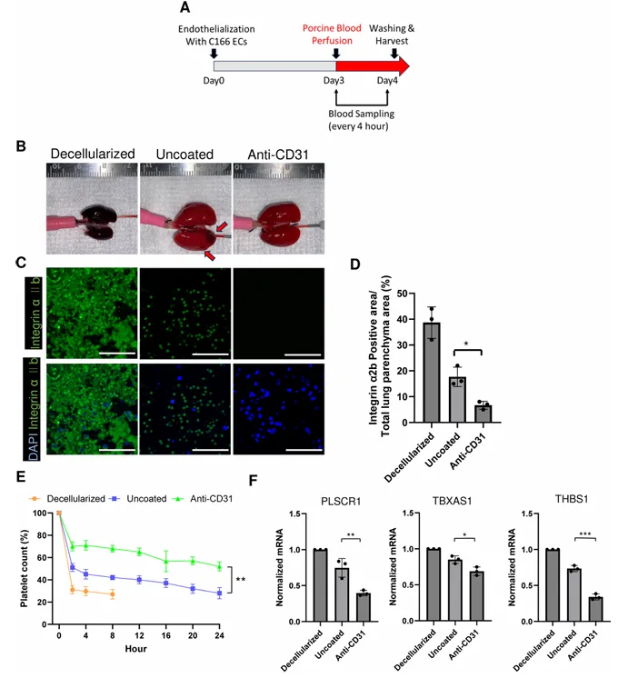 Figure showing porcine blood perfusion of decellularized and recellularized lung scaffolds, platelet aggregation staining, platelet count over time, and thrombogenic gene expression.