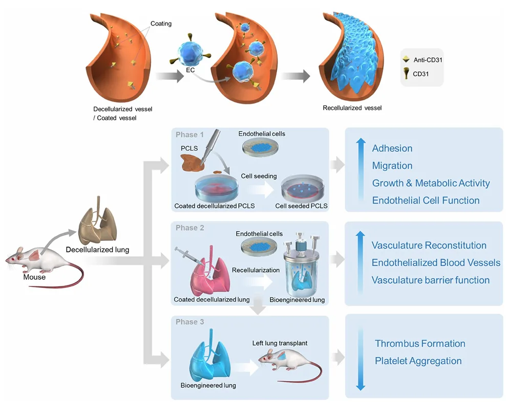Graphical abstract showing anti-CD31 coating of decellularized lung vessels, screening on precision cut lung slices, whole lung recellularization, and later evaluation of vascular barrier function and thrombosis.