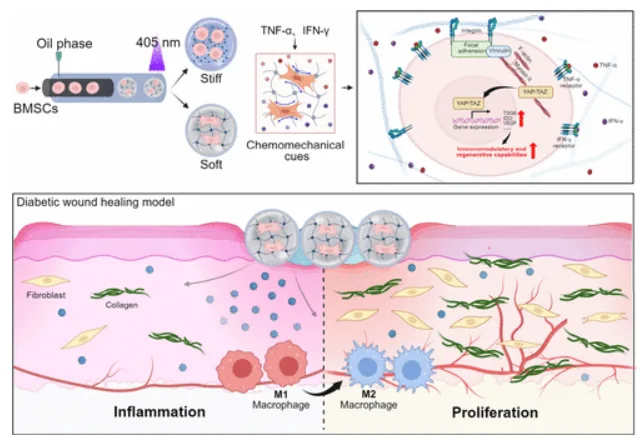 Schematic of MSC hydrogel microspheres for diabetic wound healing showing soft and stiff GelMA microspheres, inflammatory priming, and downstream effects on angiogenesis and macrophage polarization