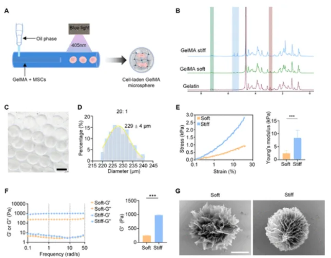 MicroTester LT compression data for MSC hydrogel microspheres for diabetic wound healing with soft and stiff GelMA modulus comparison