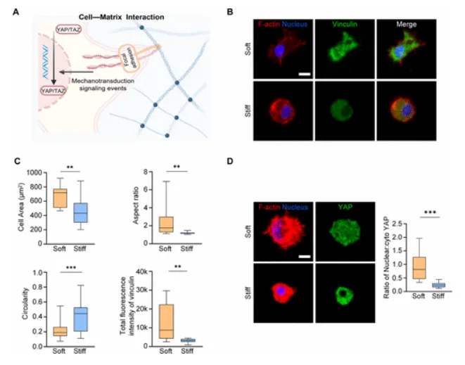 MSC spreading and mechanosensing in soft GelMA microspheres during diabetic wound healing study