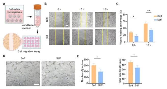 Conditioned media from soft MSC hydrogel microspheres for diabetic wound healing improves fibroblast migration and endothelial tubule formation