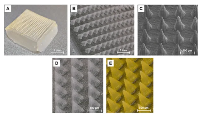 Silk microneedles for antifreeze protein delivery showing patch morphology, needle array uniformity, and loaded versus unloaded needle appearance.