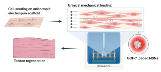 Schematic of tendon tissue engineering strategy using an aligned electrospun scaffold with GDF-7-loaded mesoporous silica nanoparticles and bioreactor-based mechanical stimulation.