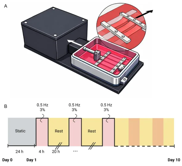 MechanoCulture T6 bioreactor used for mechanical stimulation in tendon tissue engineering, showing an aligned tendon scaffold under controlled uniaxial loading over 10 days.