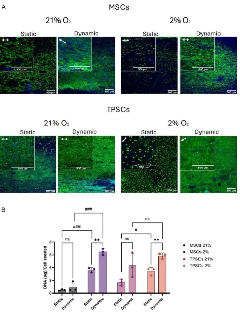 Live-dead staining and DNA quantification for MSCs and TPSCs on aligned electrospun tendon scaffolds under static and dynamic culture at 21 percent and 2 percent oxygen.