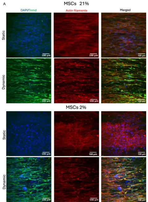 Immunofluorescence images of MSCs under static and dynamic culture at 21 percent and 2 percent oxygen showing nuclei, tenomodulin, and actin filament organisation on aligned tendon scaffolds.