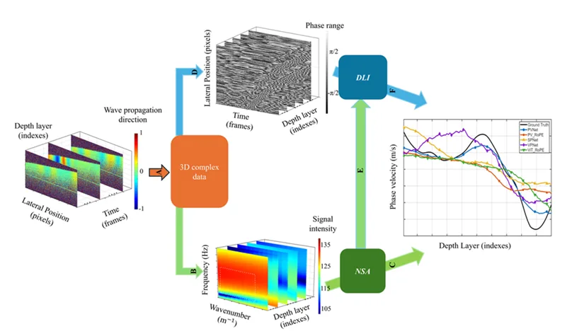 Processing workflow for AI-based elastography measurements using surface acoustic wave optical coherence elastography, numerical spectral analysis, and deep learning inversion.